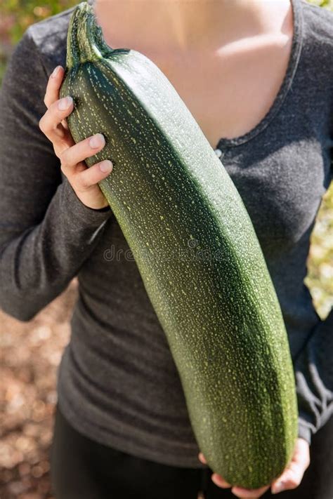 giant zucchini in the garden.